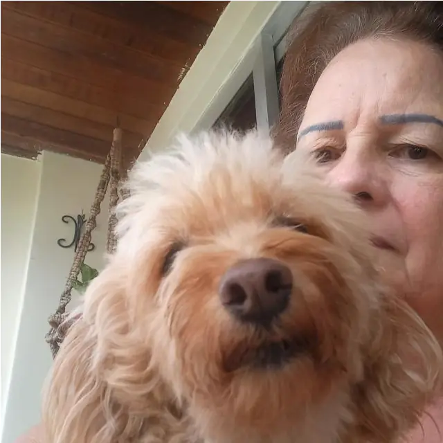 Giselda Brandi Imóveis